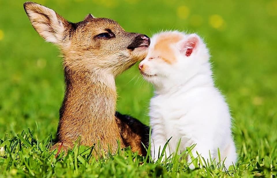 D65257B4-DED2-4342-ABA2-68F96BA74E89